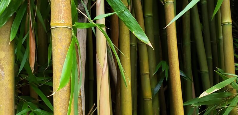 bamboo is strong, lightweight and versatile