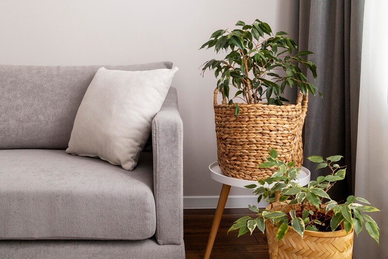 A cozy living room with a Japandi-style design featuring a minimalist sofa and lush green plants